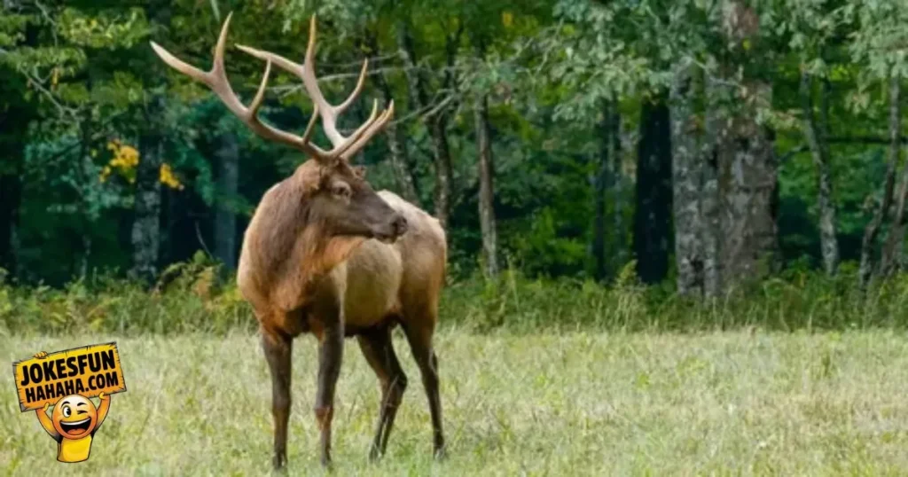 Deer Puns