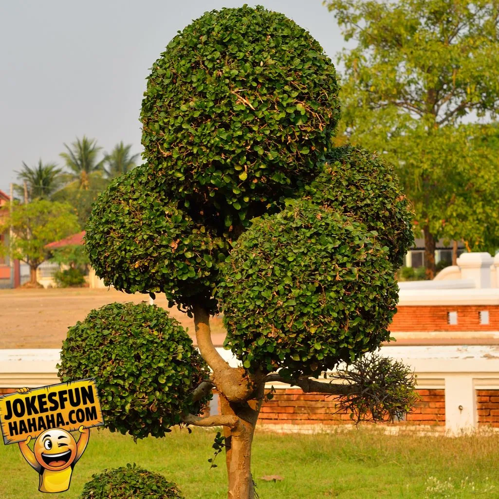 Dwarfs Like Tall Trees