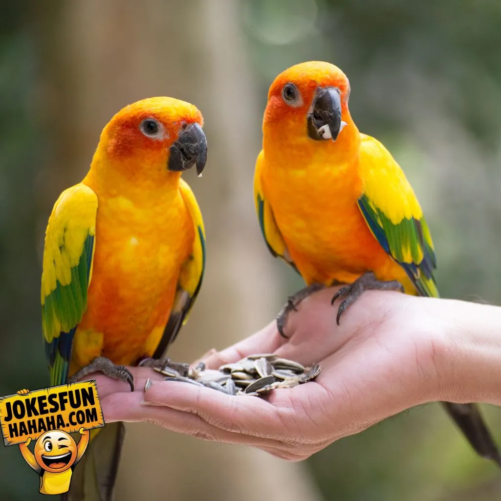 Orange And Sounds Like A Parrot