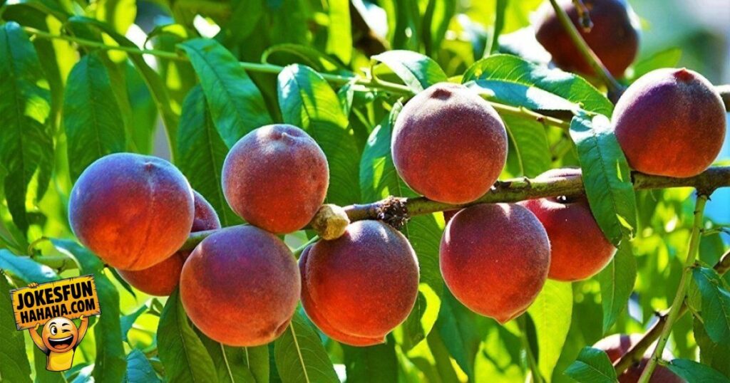 Peach Puns