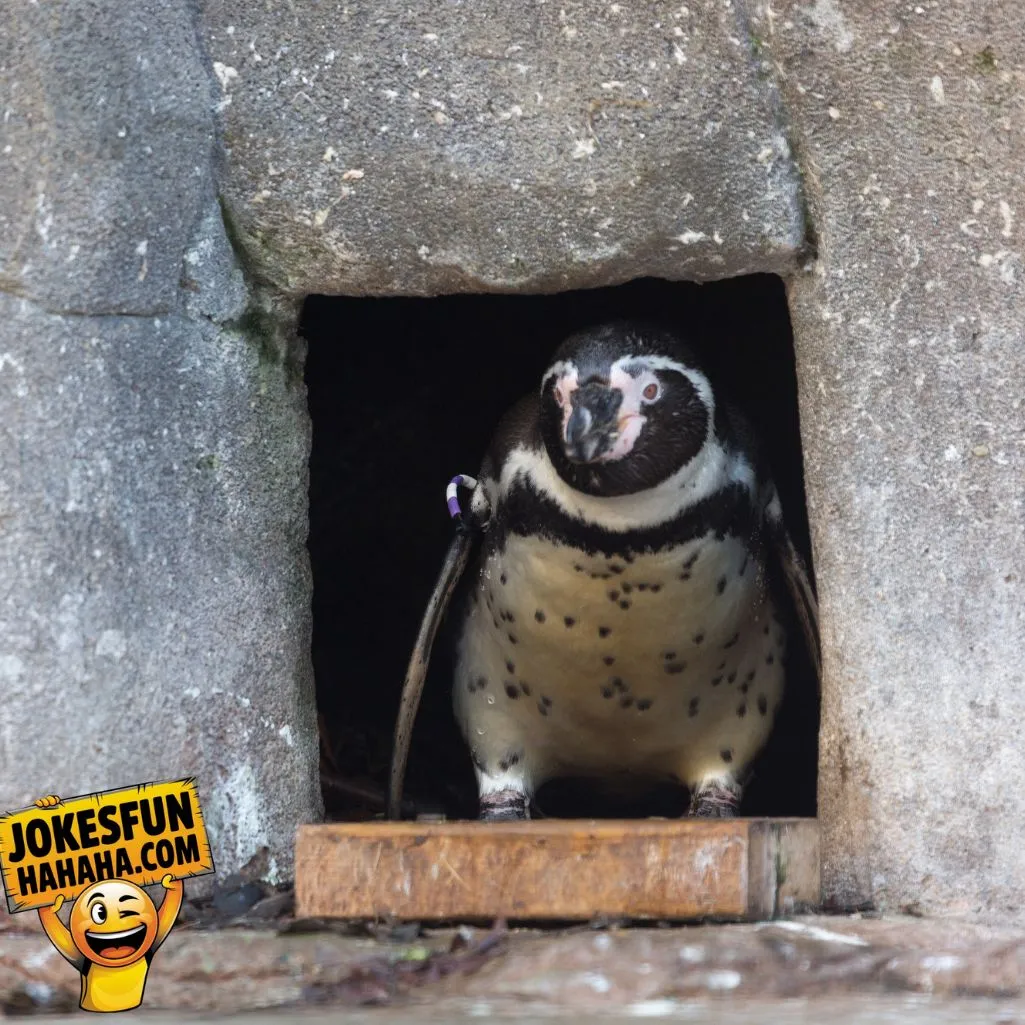 Penguin Build Its House