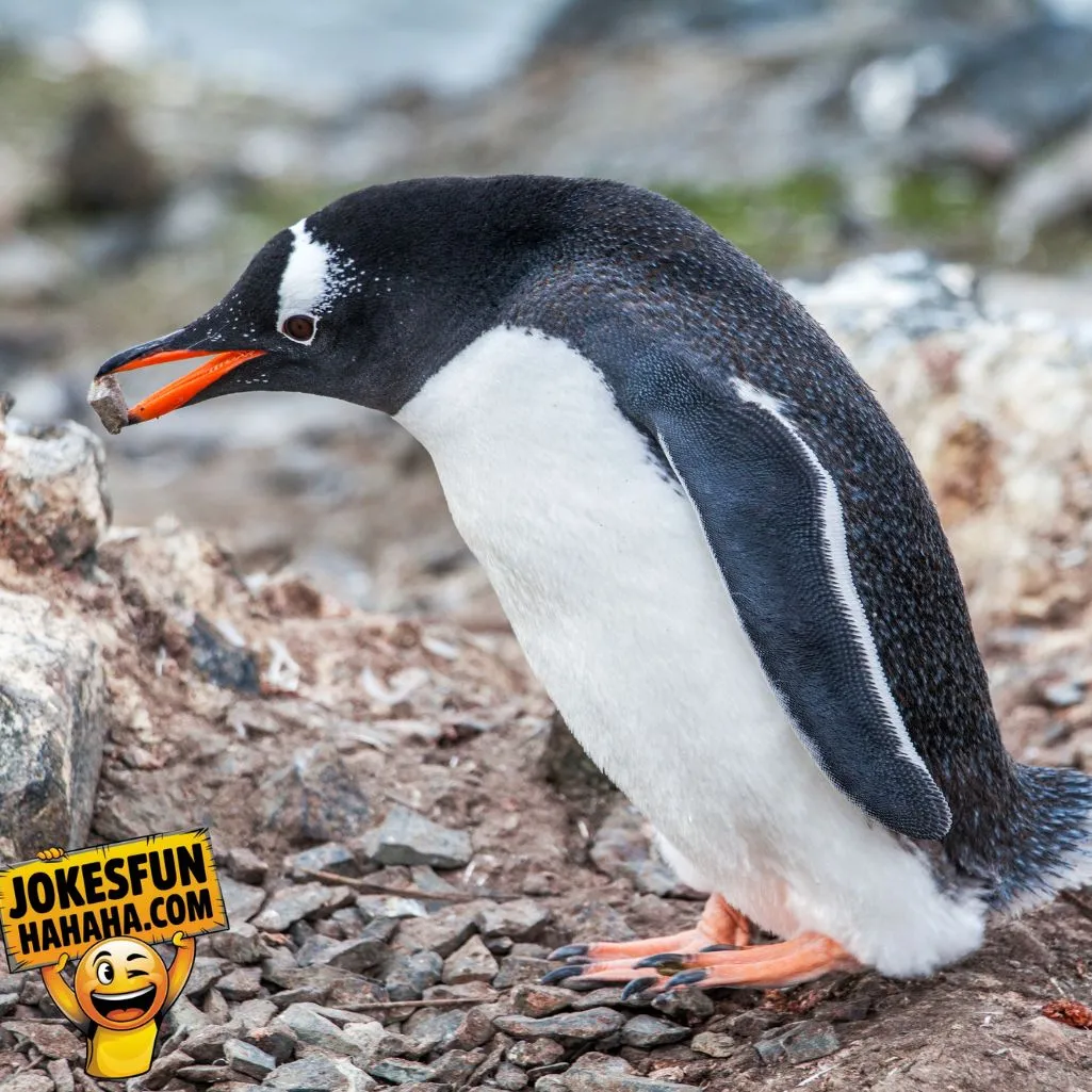 Penguin Build Its House