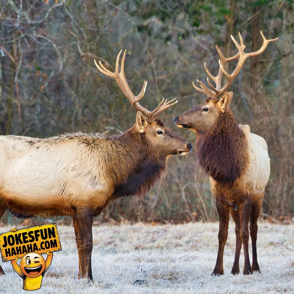 Pun Is Deer