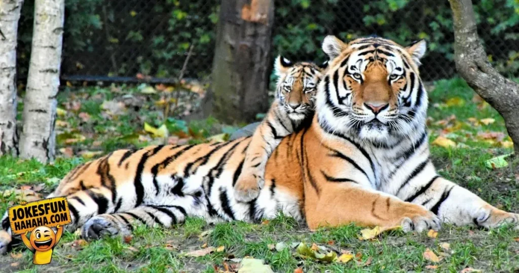 Tiger Puns