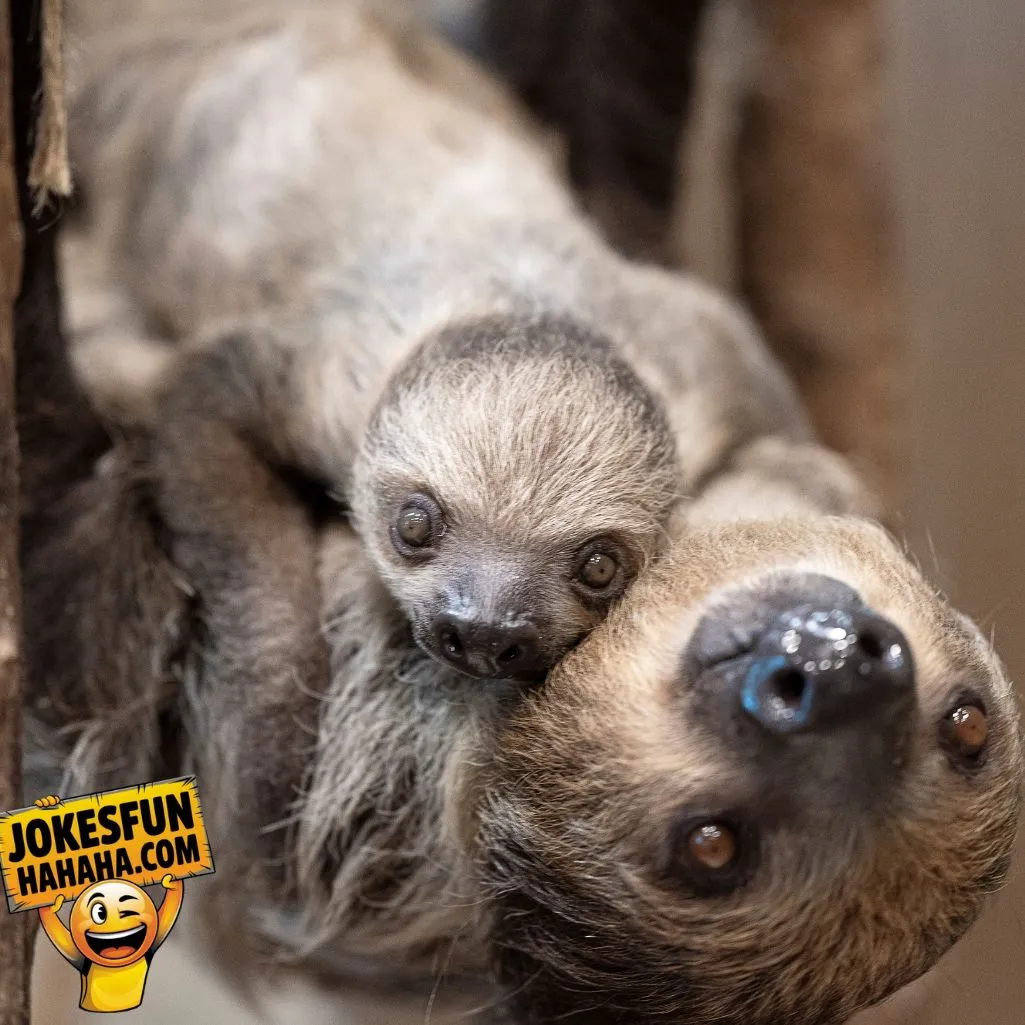 Two Sloths In A Tree