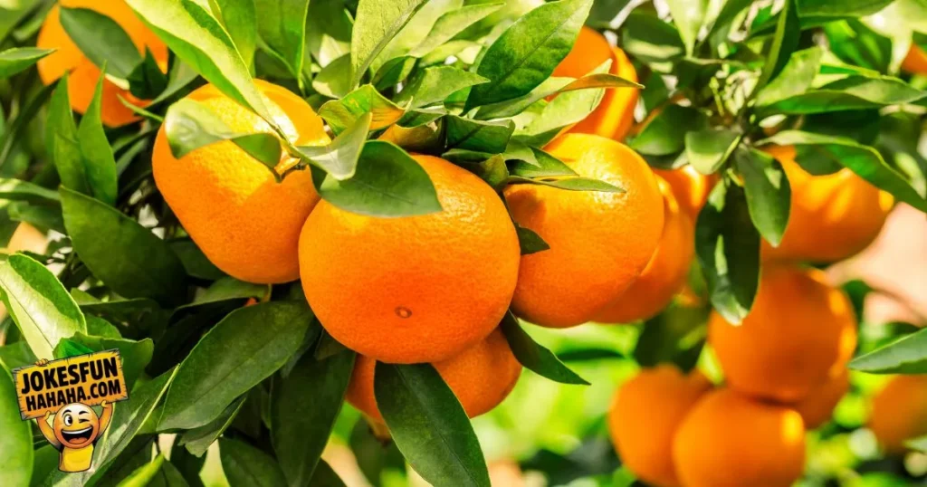 About Oranges