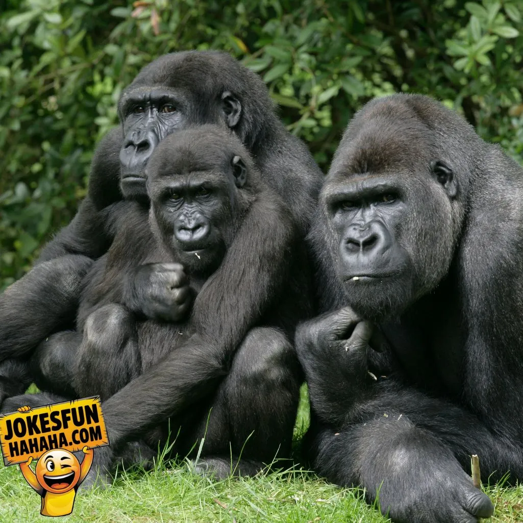 Gorillas Tell Secrets