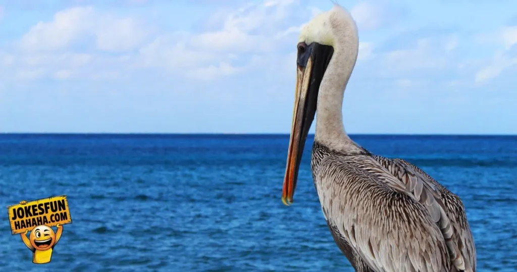 Pelican Jokes