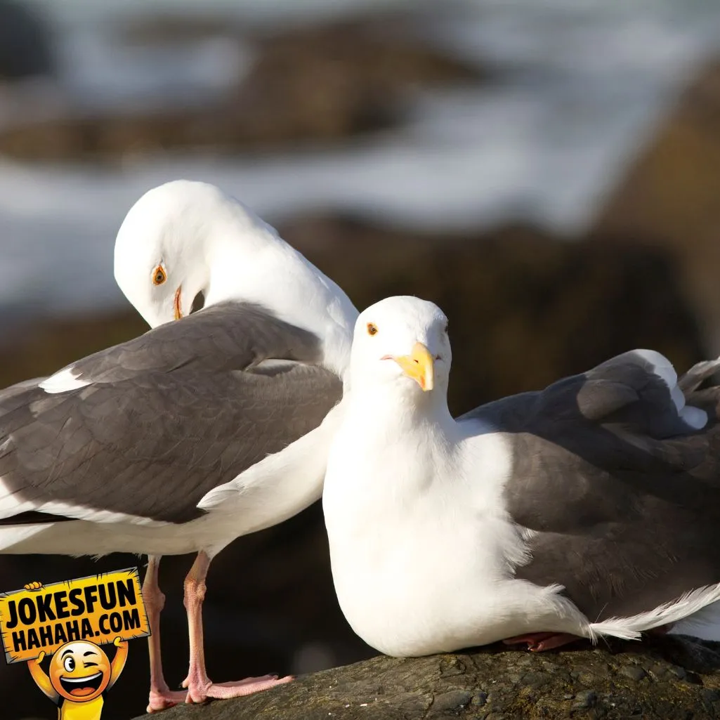 seagull loved