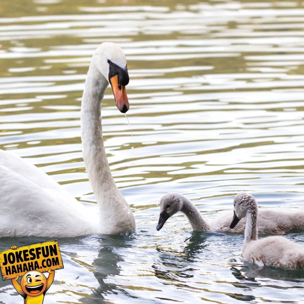 swan friend