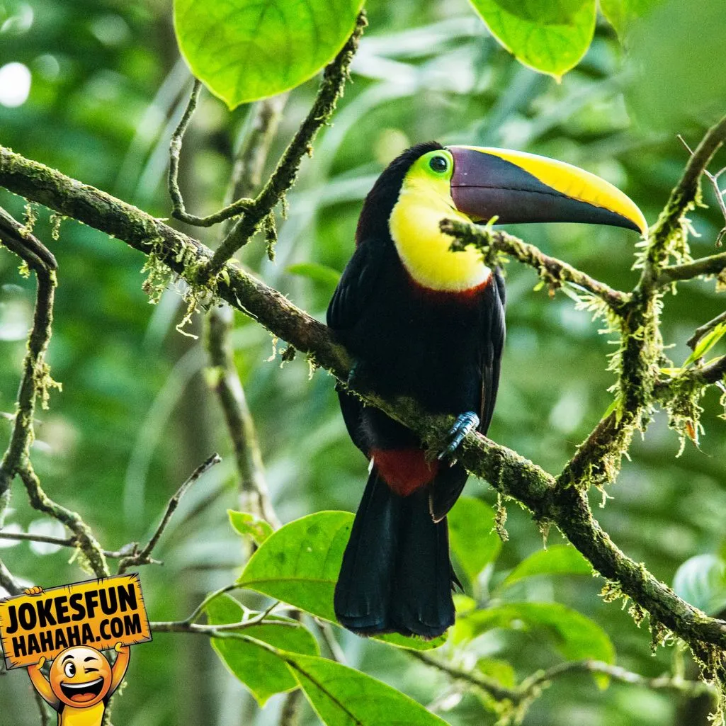 toucan sit