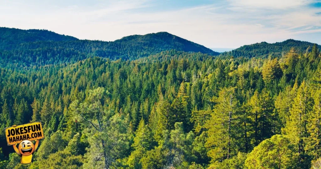 About Forests