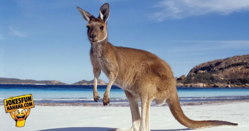 About Kangaroos