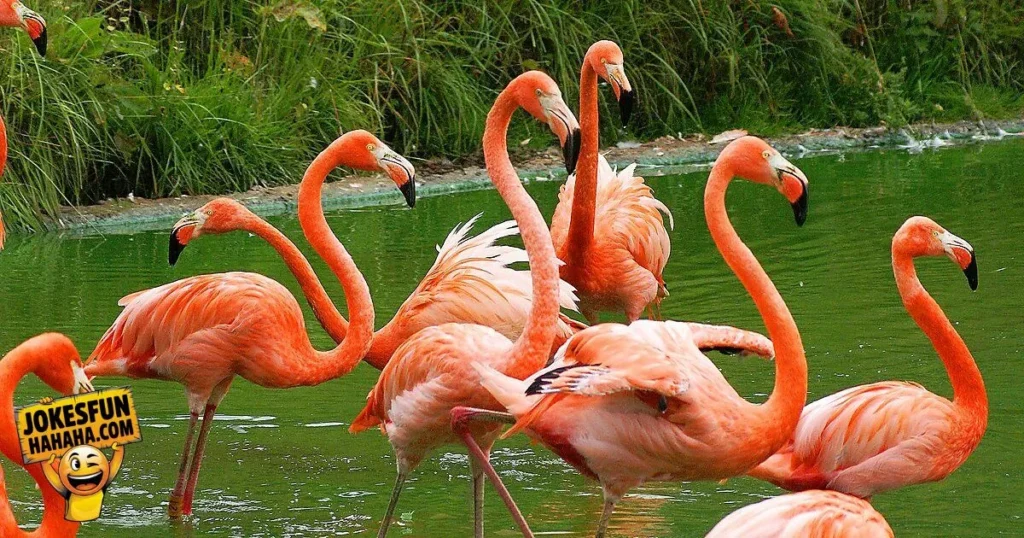 Flamingo Puns